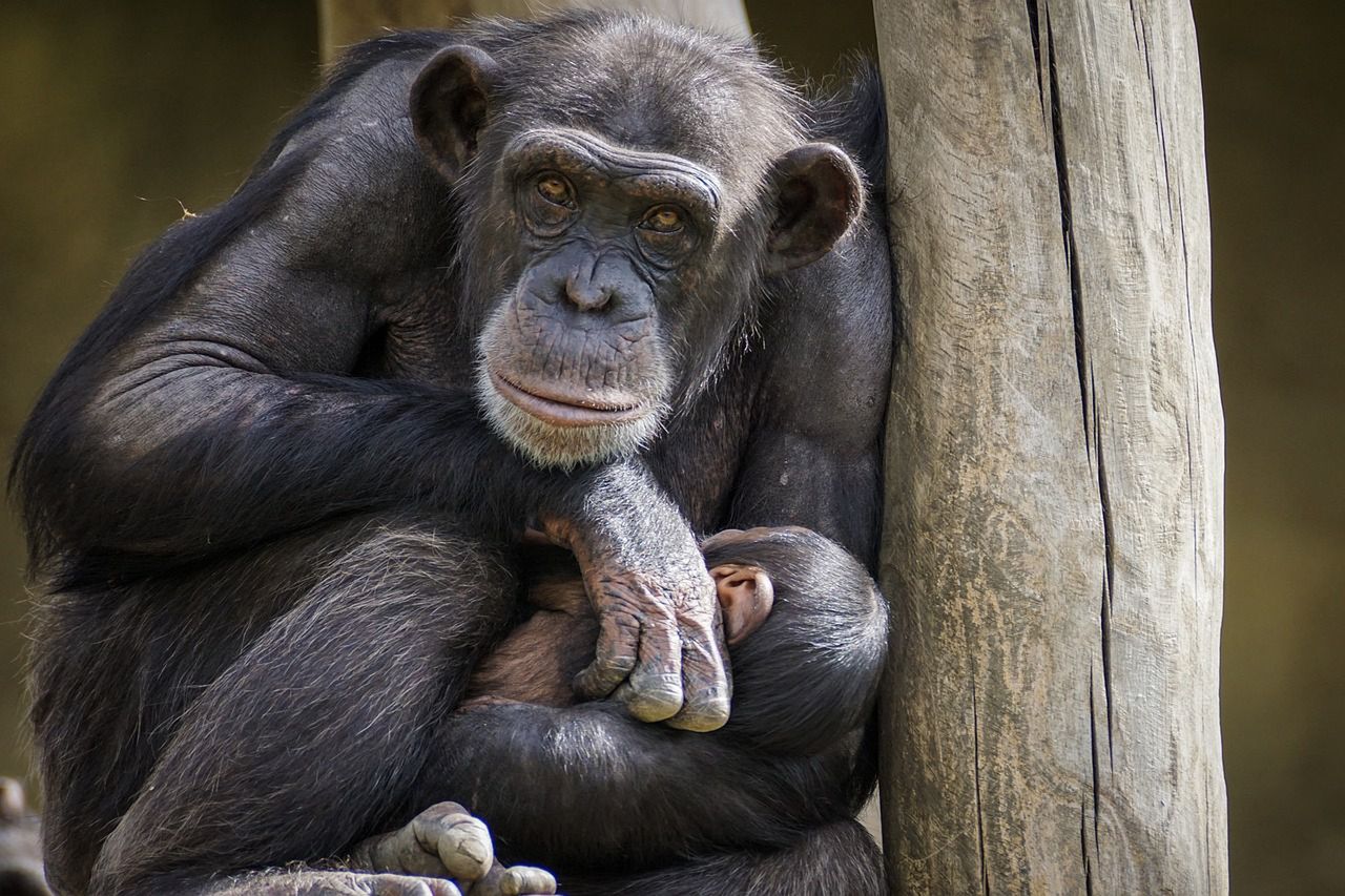 Warszawskie ZOO. Powstanie nowa małpiarnia, powiększymy wybieg dla gepardów. Będą też kapibary