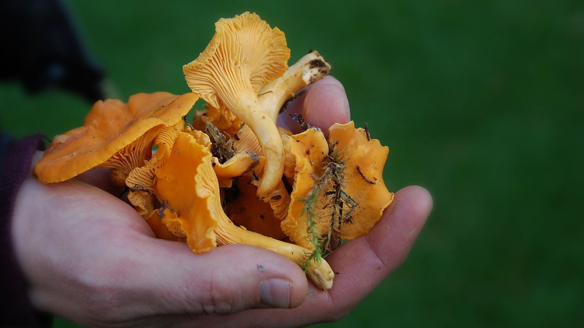 Kurki w lasach. Łatwo je pomylić z trującym grzybem. Fot. Pixabay