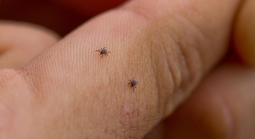 Domowy sposób na odstraszanie kleszczy. Nienawidzą tego zapachu