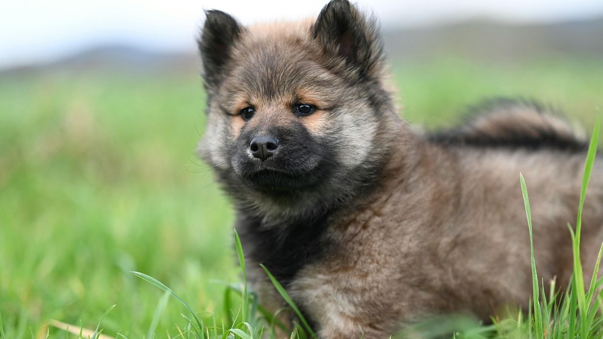 Keeshond
