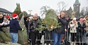 Końskie: 150 choinek rozdane w dziesięć minut