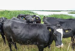 Tragiczne wydarzenia po ucieczce krowy z targu hodowców w Walii