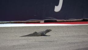 Kuriozalne sceny w F1. Wszystko przez jaszczurkę