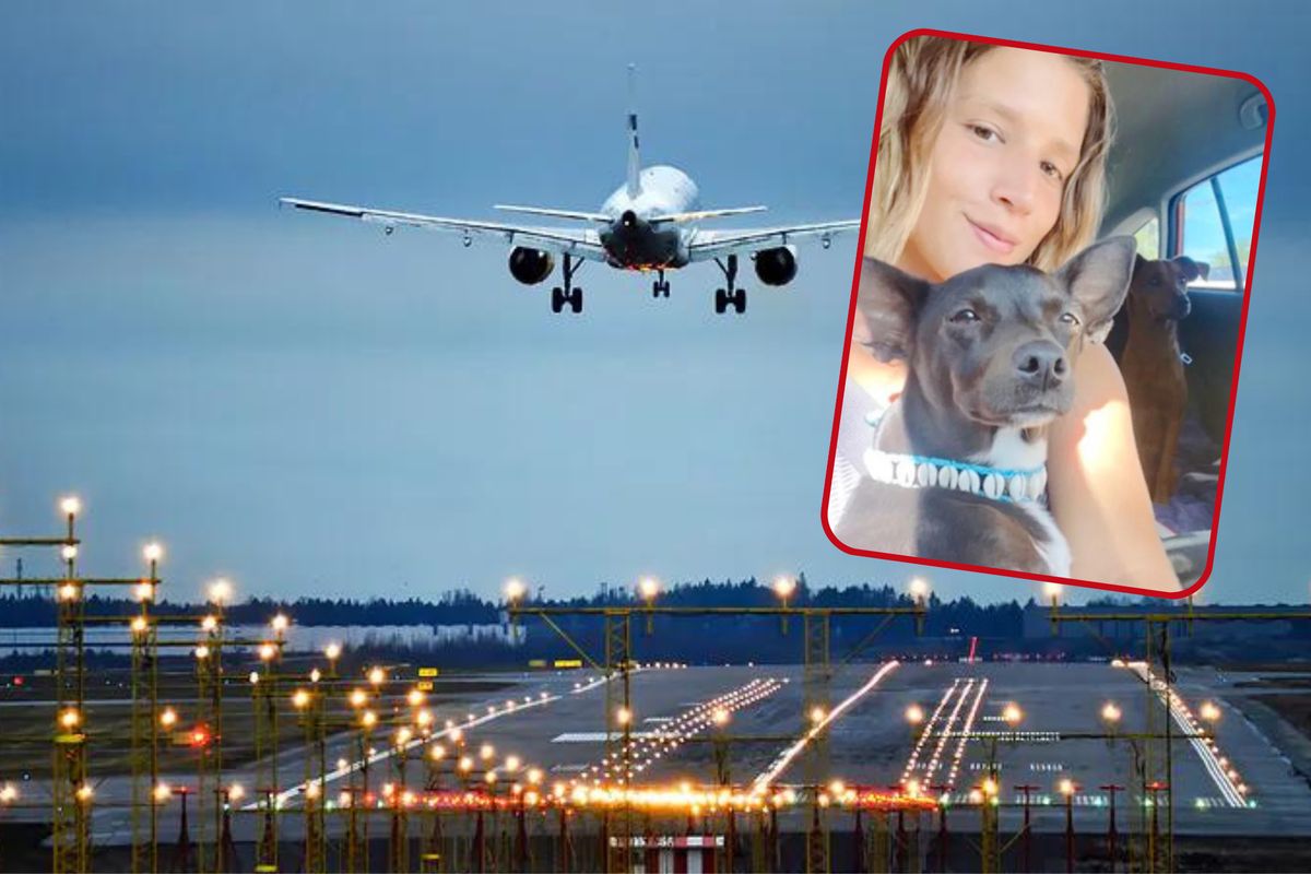 Linie lotnicze zgubiły psa pasażerki. Szukają go już dwa tygodnie