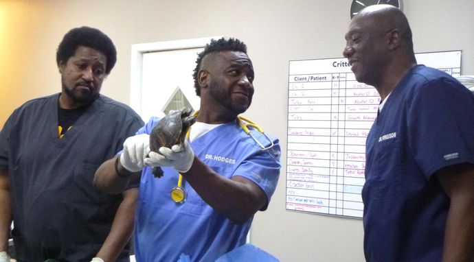 Critter Fixers - zwierzęcy cudotwórcy