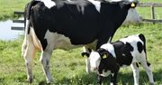 Sieradz: Producenci mleka z nagrodami "Łódzkich Mlecznych Laurów 2026"