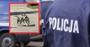Strach na Śląsku. Rozjuszone psy zaatakowały. "Wpadły w szał"