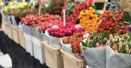 Dzień Kobiet 2023. Ile kosztują kwiaty? Ceny goździków, tulipanów i róż