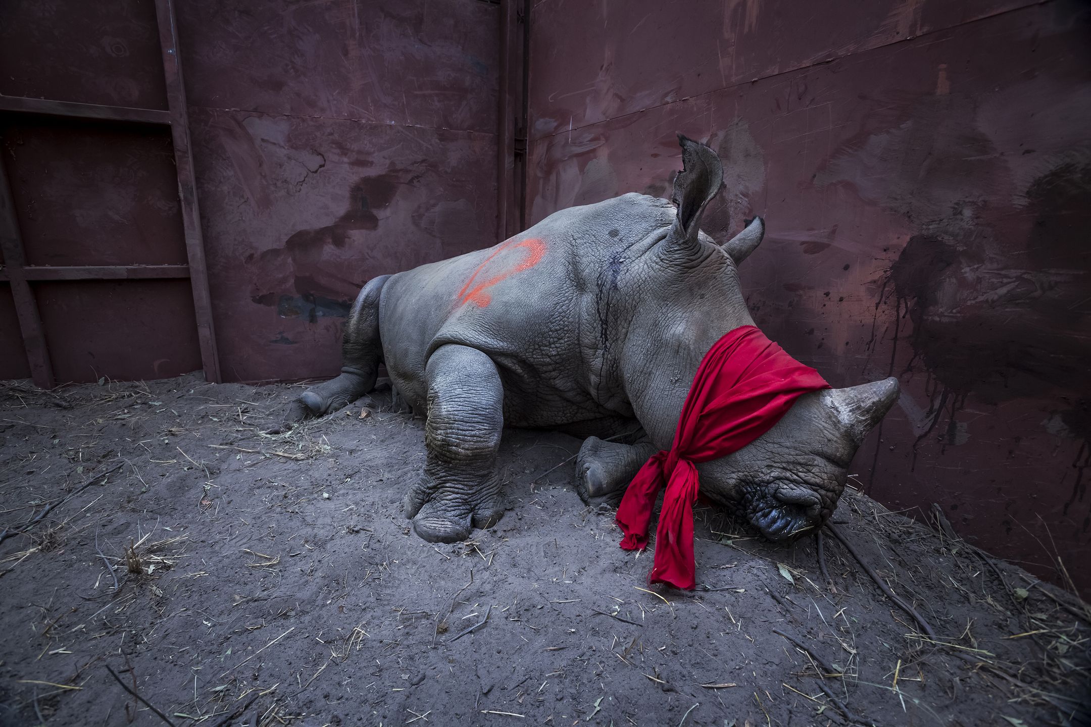 World Press Photo 2018 – znamy nazwiska nominowanych fotografów 20