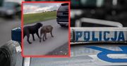 Ciągnął psy przywiązane do auta. Policja tłumaczy zachowanie kierowcy