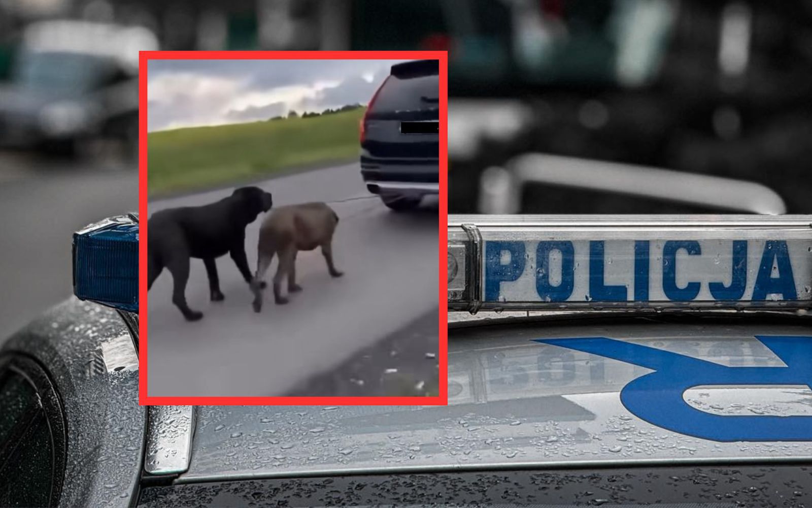 Ciągnął psy za autem. Policja tłumaczy zachowanie kierowcy