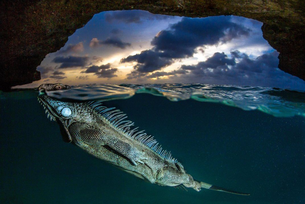 Zdjęcia finalistów Smithsonian Photo Contest zachwycają pięknem i różnorodnością życia 6