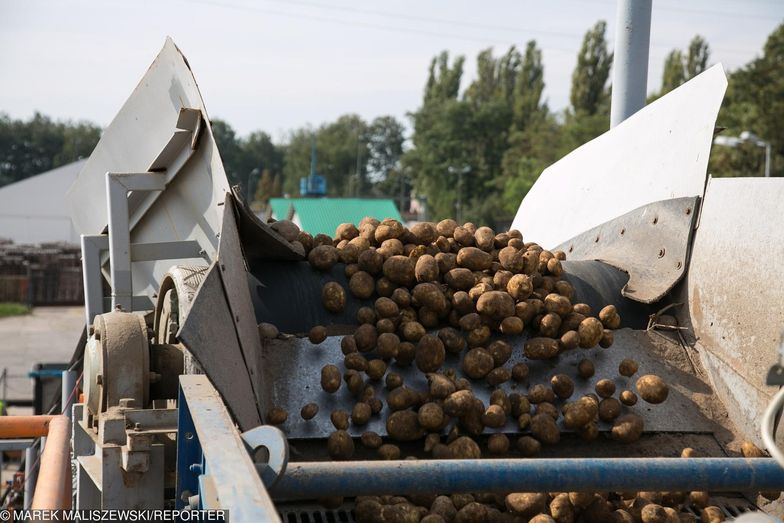 Już za dwa lata w Polsce uprawy kukurydzy mogą być wyższe niż ziemniaka.