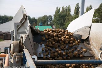 Polska bez ziemniaków i piwa. To nie żart! Winne są zmiany klimatu