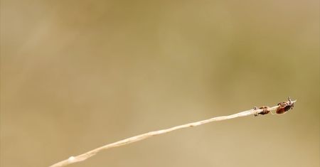 Te czarne kropki mogą być śmiertelnie niebezpiecznie. Uwaga na kleszcze