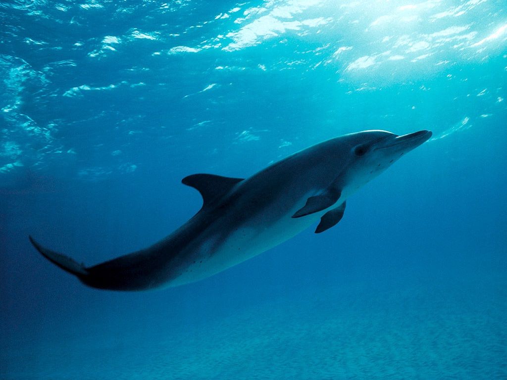 Delfiny to jedne ze stworzeń używających echolokacji