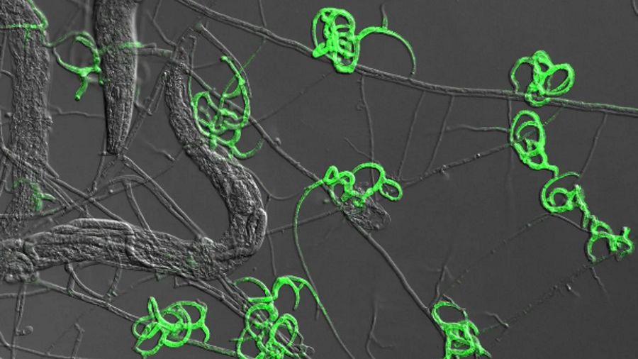 Na zdjęciu na zielono zaznaczone pułapki zastawione przez Arthrobotrys oligospora
