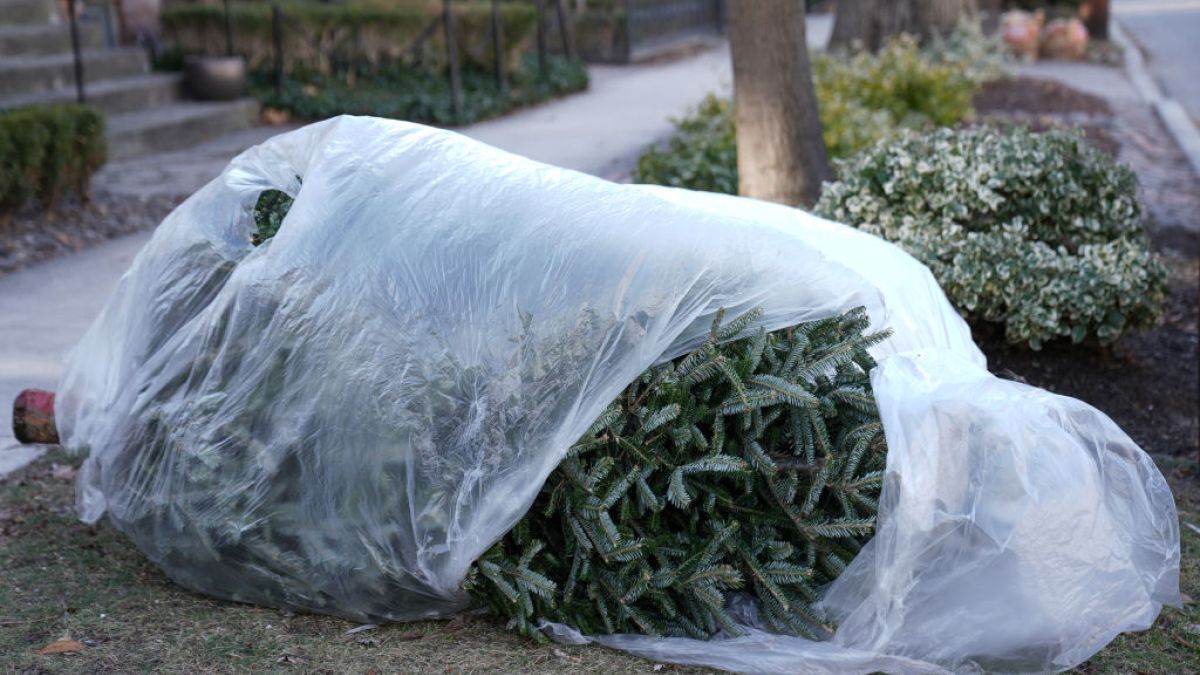 Finowie zatapiają poświąteczne drzewka w zbiornikach wodnych