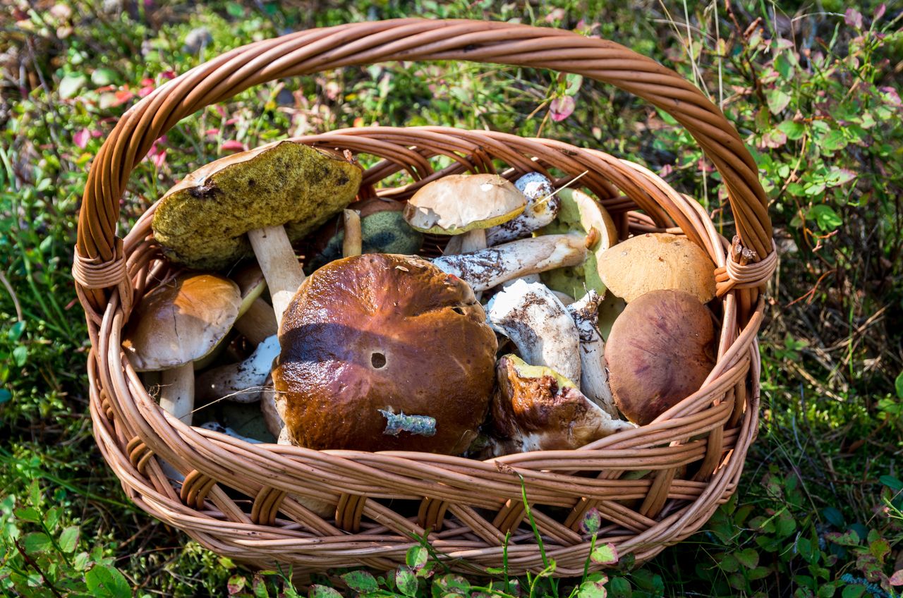 Mushrooms in the forest - Delicacies