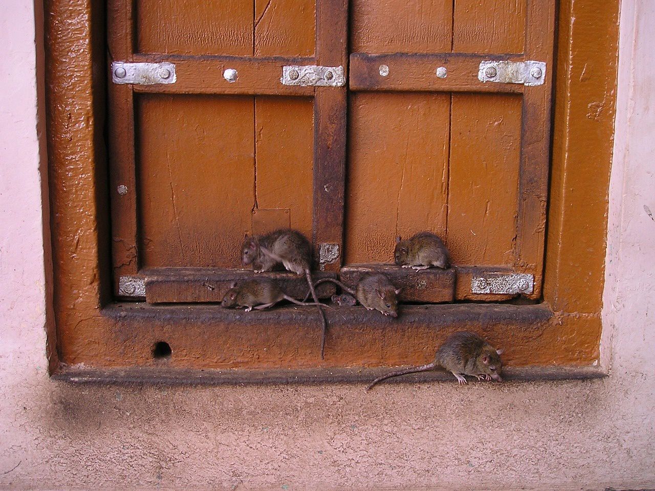 Plaga szczurów w Lublinie. Zaczynają wchodzić do domów