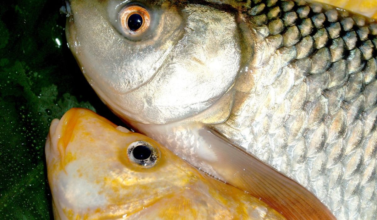Karaś to ryba słodkowodna, która potrafi wytrwać w bardzo trudnych warunkach - Pyszności; Fot. Pixabay