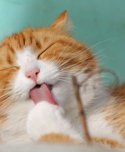 Warszawa. Od wtorku ponownie działa "Ochota na Kota". Pomogą pracownicy