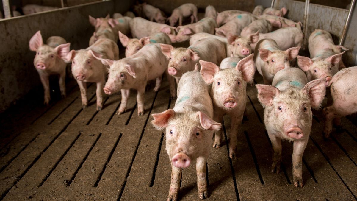 Sąsiadom przeszkadza smród z gospodarstwa. Rolnik przegrał