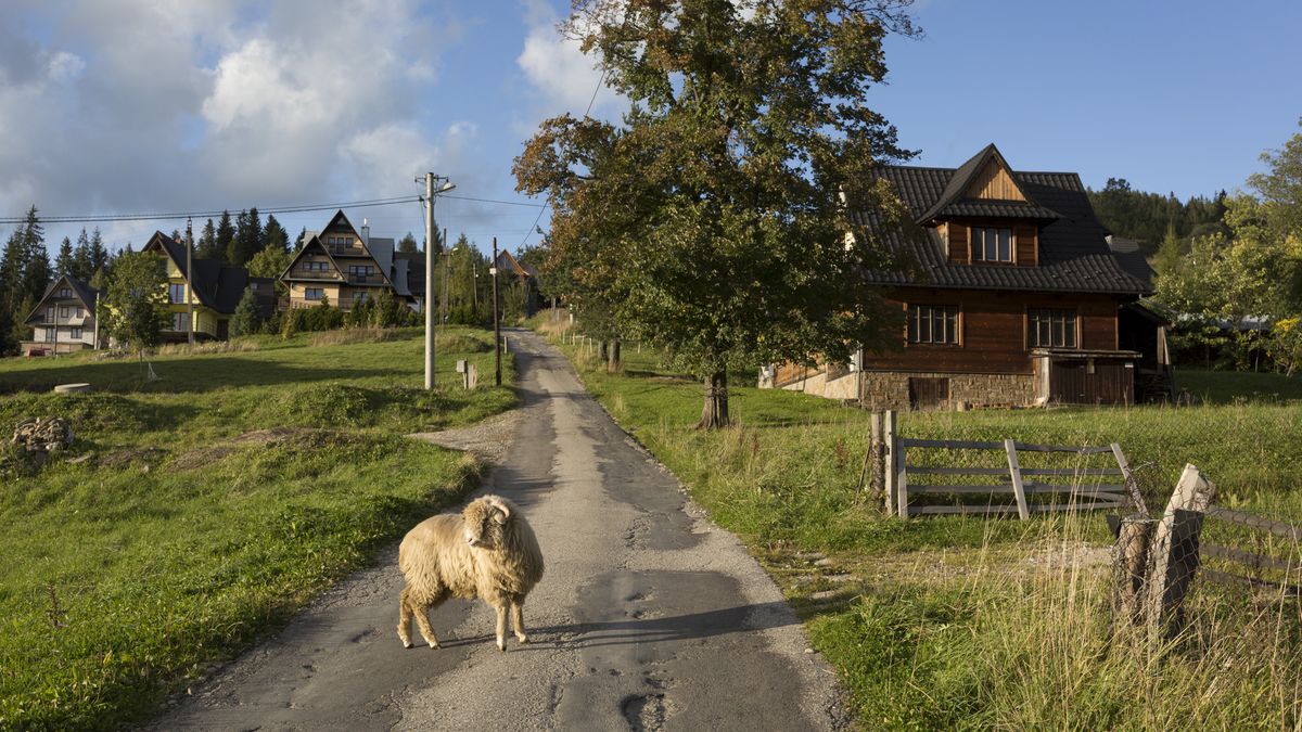 A single ram wanders across a narrow lane, on 16th September 2019, in Koscielisko, Zakopane, Malopolska, Poland. (Photo by Richard Baker / In Pictures via Getty Images)