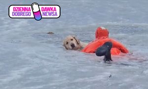 Strażacy uratowali tonącego psa. Nagranie poruszyło internautów