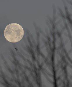 Pełnia w styczniu 2024. Zbliża się wilczy Księżyc