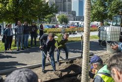 Warszawa. Zielona zmiana. 118 drzew zostanie posadzonych w Nowym Centrum Warszawy