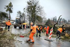 Oborniki Śląskie. Wycinka alei starych drzew. Mieszkańcy czują się oszukani