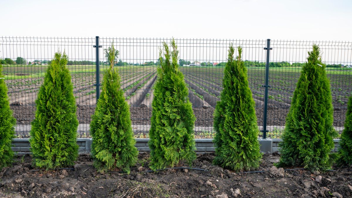 Kiedy nawozić tuje?