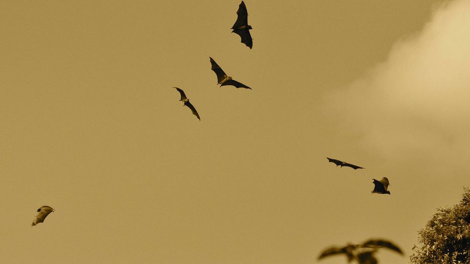 Nietoperze wróciły na strych szkoły w Brennej