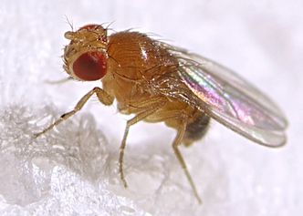 Muszki owocowe zmuszają potomstwo do picia alkoholu