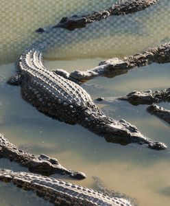 72-latek został rozerwany na strzępy przez około 40 krokodyli. Koszmar w Kambodży
