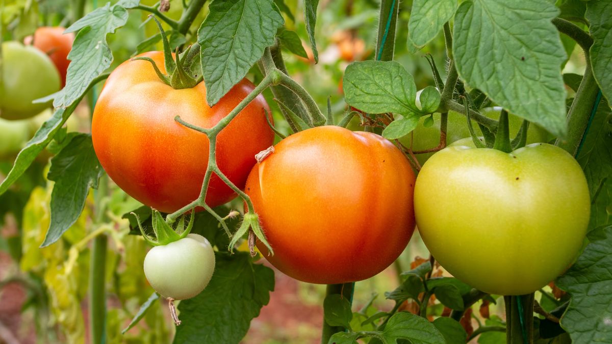 Tak przyspieszysz dojrzewanie pomidorów