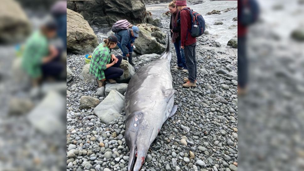 Wieloryb dziobaty znaleziony w Kalifornii 
