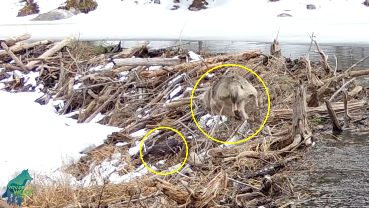 Dzika natura na filmie. Bóbr uciekł przed dwoma wilkami