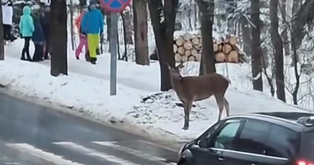 Sarna na przejściu dla pieszych