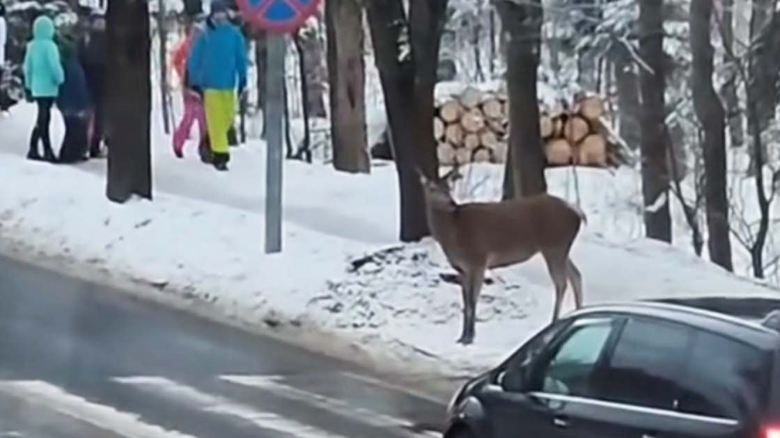 Sarna na przejściu dla pieszych