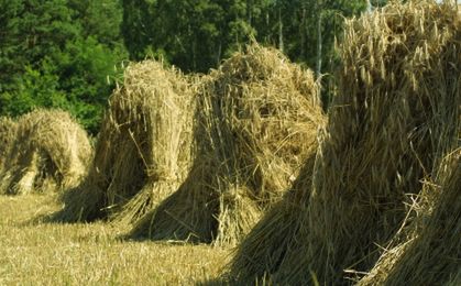 Producenci: brak wiarygodnych danych o powierzchni upraw zbóż i rzepaku