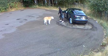 Przyjechała z psem na parking. Nagrało się, co zrobiła Amerykanka