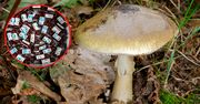 Muszą je dostać już godzinę po zatruciu muchomorem. "To wszystko dla jednej osoby"