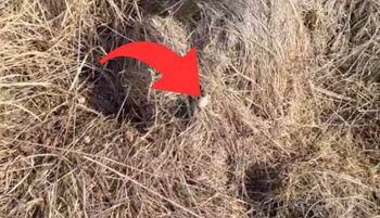 Szedł po łące. I nagle taki widok. Przystanął i zaczął nagrywać