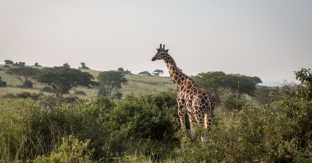 Kenia. Trwa ewakuacja żyraf, którym grozi śmierć