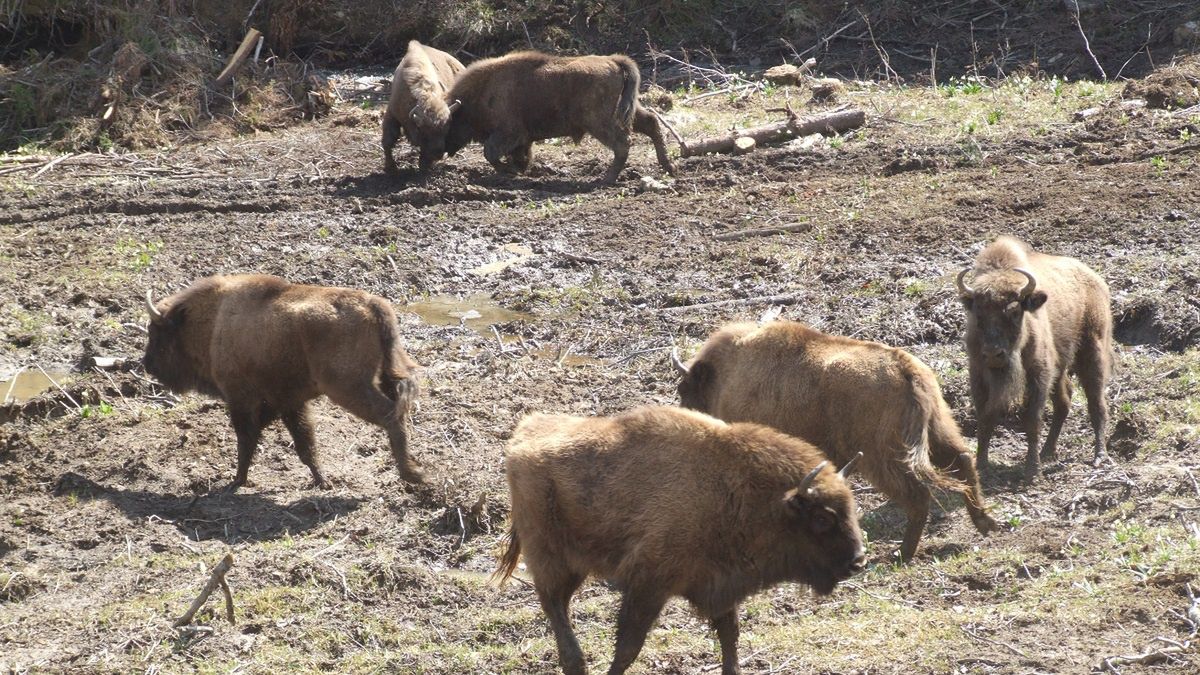 Osiem żubrów zostanie zabitych. Zaraziły się gruźlicą