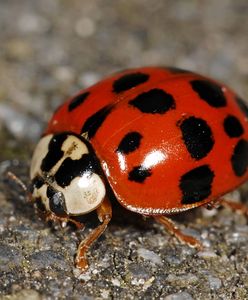 Biedronki azjatyckie. Jesienią wdzierają się do pomieszczeń. Mogą ugryźć