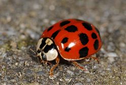 Biedronki azjatyckie. Jesienią wdzierają się do pomieszczeń. Mogą ugryźć