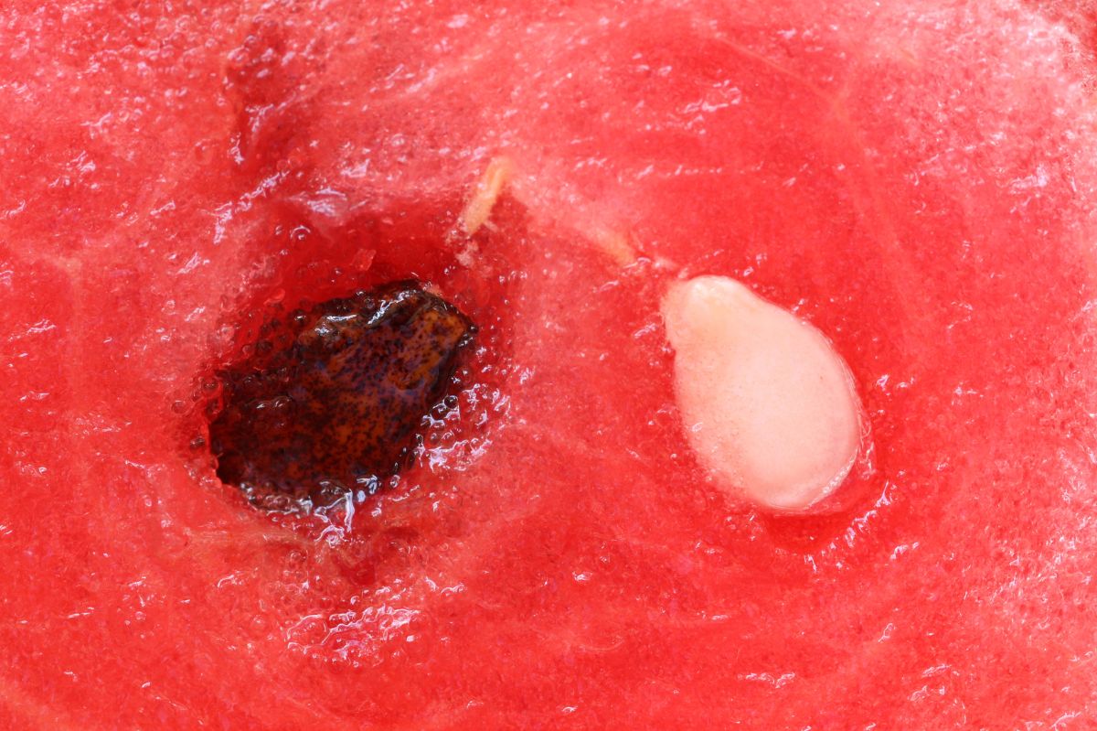 Watermelon seeds - healthy or harmful?